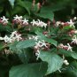 Harlequin Glorybower Clerodendrum trichotomum 20 Seeds