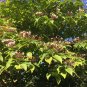 Harlequin Glorybower Clerodendrum trichotomum 20 Seeds