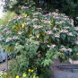 Harlequin Glorybower Clerodendrum trichotomum 20 Seeds