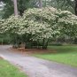 Harlequin Glorybower Clerodendrum trichotomum 20 Seeds