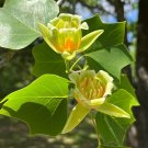 Tulip Tree 100 Seeds Liriodendron tulipifera Tulip Tree 100 Seeds Liriodendron tulipifera