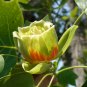 Tulip Tree 100 Seeds Liriodendron tulipifera