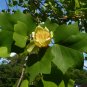 Tulip Tree 100 Seeds Liriodendron tulipifera