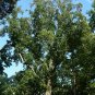 Tulip Tree 100 Seeds Liriodendron tulipifera