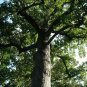 Tulip Tree 100 Seeds Liriodendron tulipifera