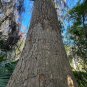 Tulip Tree 100 Seeds Liriodendron tulipifera