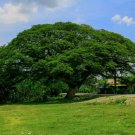 Rain Tree Samamea saman 20 Seeds Rain Tree Samamea saman 20 Seeds