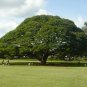 Rain Tree Samamea saman 20 Seeds