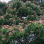 Rain Tree Samamea saman 20 Seeds