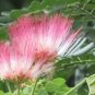 Rain Tree Samamea saman 20 Seeds
