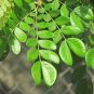 Rain Tree Samamea saman 20 Seeds