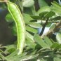 Rain Tree Samamea saman 20 Seeds