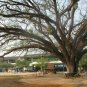 Rain Tree Samamea saman 20 Seeds