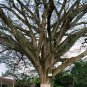 Rain Tree Samamea saman 20 Seeds