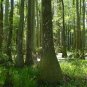 Swamp Tupelo Nyssa biflora 10 Seeds