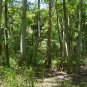 Swamp Tupelo Nyssa biflora 10 Seeds