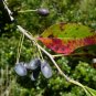 Swamp Tupelo Nyssa biflora 10 Seeds