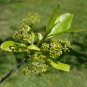 Swamp Tupelo Nyssa biflora 10 Seeds