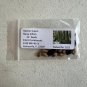 Swamp Tupelo Nyssa biflora 10 Seeds
