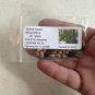 Swamp Tupelo Nyssa biflora 10 Seeds