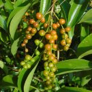 Florida Fiddlewood Citharexylum fruticosum 20 Seeds