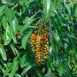 Florida Fiddlewood Citharexylum fruticosum 20 Seeds