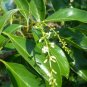 Florida Fiddlewood Citharexylum fruticosum 20 Seeds