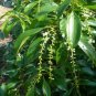 Florida Fiddlewood Citharexylum fruticosum 20 Seeds