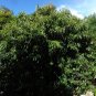 Florida Fiddlewood Citharexylum fruticosum 20 Seeds