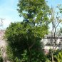 Florida Fiddlewood Citharexylum fruticosum 20 Seeds