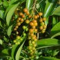 Florida Fiddlewood Citharexylum fruticosum 20 Seeds