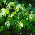 Boxelder Acer negundo 100 Seeds