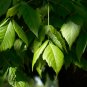 Boxelder Acer negundo 100 Seeds