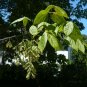 Boxelder Acer negundo 100 Seeds
