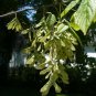 Boxelder Acer negundo 100 Seeds