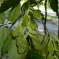 Boxelder Acer negundo 100 Seeds