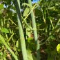 Boxelder Acer negundo 100 Seeds