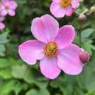 Japanese Anemone 100 Seeds Anemone hupehensis