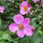 Japanese Anemone 100 Seeds Anemone hupehensis