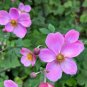Japanese Anemone 100 Seeds Anemone hupehensis
