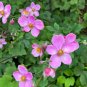 Japanese Anemone 100 Seeds Anemone hupehensis