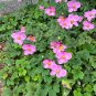 Japanese Anemone 100 Seeds Anemone hupehensis
