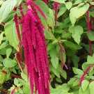 Love-Lies-Bleeding  2000 Seeds  Amaranthus caudatus