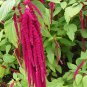 Love-Lies-Bleeding 2000 Seeds Amaranthus caudatus