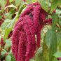 Love-Lies-Bleeding 2000 Seeds Amaranthus caudatus
