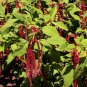 Love-Lies-Bleeding 2000 Seeds Amaranthus caudatus