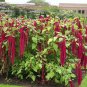 Love-Lies-Bleeding 2000 Seeds Amaranthus caudatus