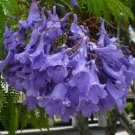Jacaranda Tree Jacaranda mimosifolia 100 Seeds
