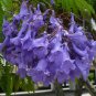Jacaranda Tree Jacaranda mimosifolia 100 Seeds