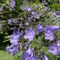 Jacaranda Tree Jacaranda mimosifolia 100 Seeds
